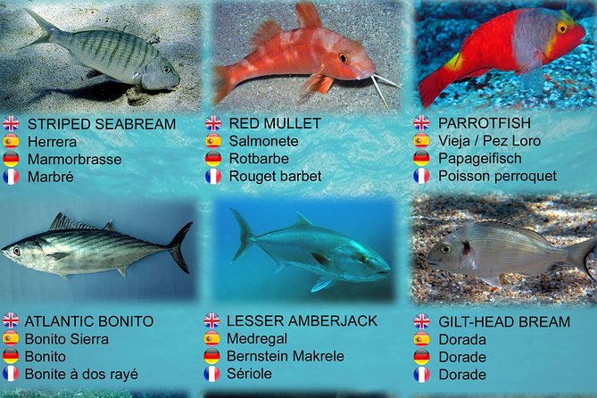 Submarine Safaris Lanzarote - Transfers, timing, and group size (44 people): what it means for you