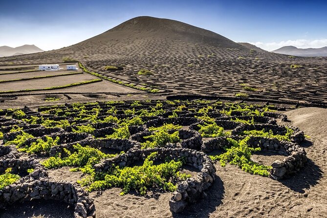 Timanfaya and Cueva de los Verdes - Stop 4: Haría, the valley of a thousand palms