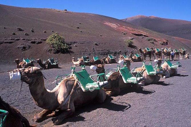 Timanfaya, Golfo, Jameos Agua & Camel Ride (opt) - Lanzarote - Camel Ride (Optional): Decide Based on Comfort and Cash