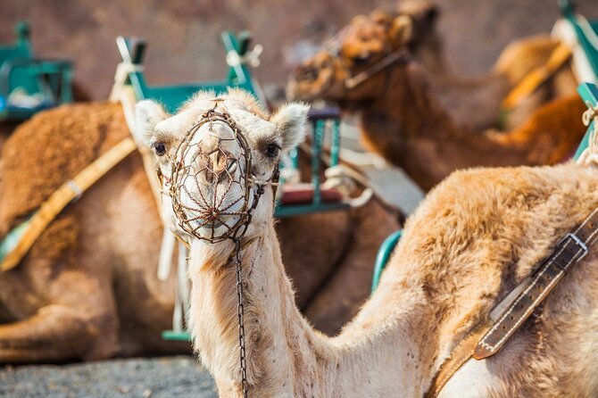 Timanfaya Park & Camel Ride (extra cost) - Short South Tour - What’s actually included—and how it changes your value