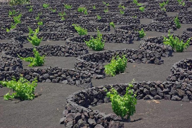 Tour Lanzarote South with Winery Visit - Timanfaya National Park: geothermal demos and the Route of the Volcanoes