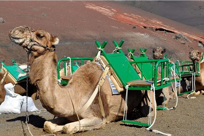 Tour to Timanfaya, Jameos del Agua, Cueva de los Verdes and viewpoint from the cliff - La Geria: the strange vineyards that prove Lanzarote can surprise you