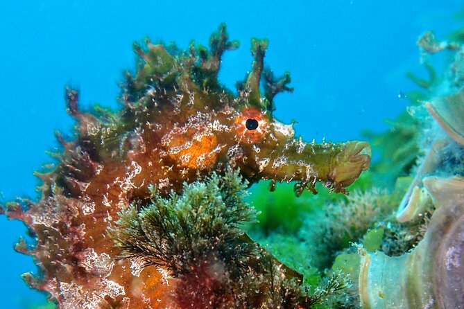 Try Scuba Diving with 2 Ocean Dives - What you’ll see: Lanzarote’s underwater life around Costa Teguise