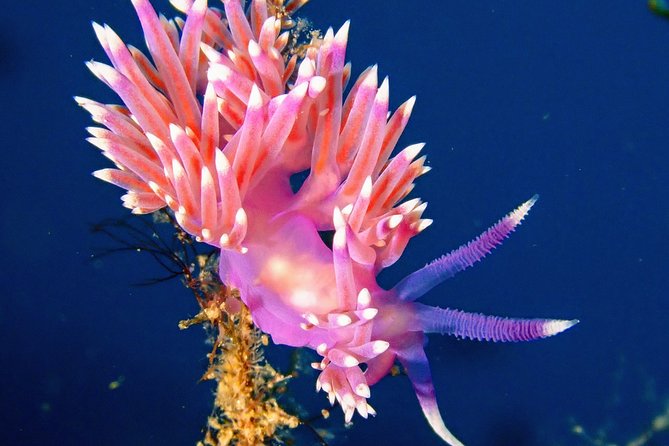Try Scuba Diving with 2 Ocean Dives - Included gear, insurance, transport, and the real value of the price