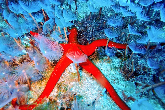 Try Scuba Diving with 2 Ocean Dives - Transport, length, and how to plan your day without stress