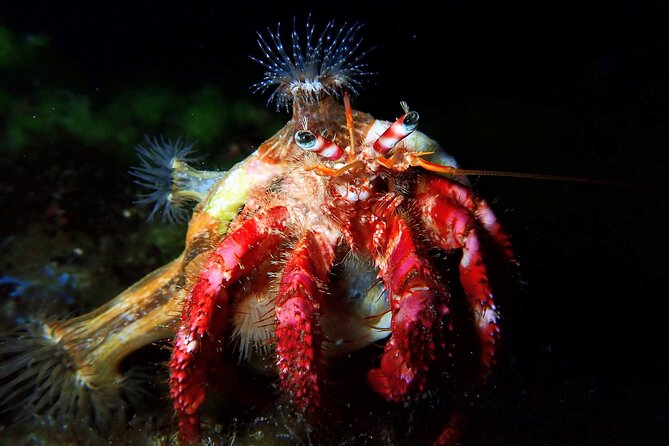 Try Scuba Diving with 2 Ocean Dives - Who this is best for (and who should think twice)
