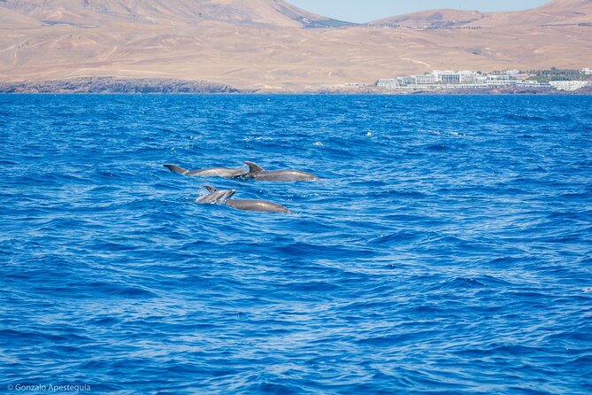Whale & Dolphin Observation on Silent Catamaran with Hydrophone - What the 3–4 hour itinerary feels like in real time