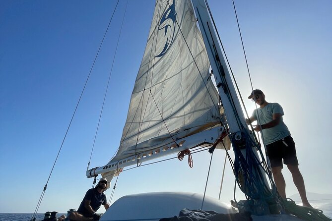 Whale & Dolphin Observation on Silent Catamaran with Hydrophone - Price and value: is $114.65 worth it?