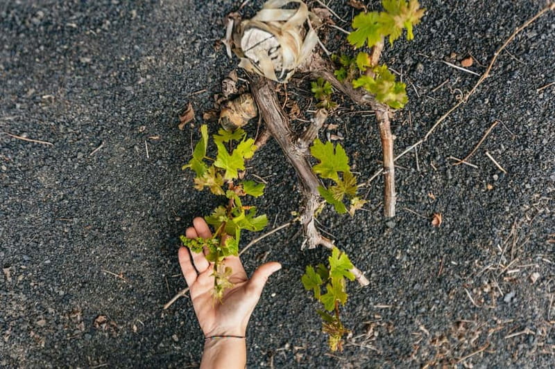 Wine Lovers: Wine Tasting Tour at El Grifo Bodega Lanzarote - Key things that make this tour worth your time